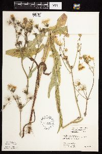 Sonchus arvensis image
