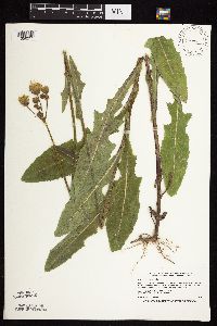 Sonchus arvensis image