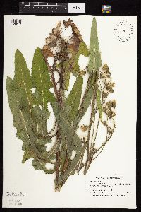 Sonchus arvensis image