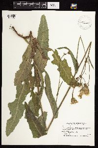 Sonchus arvensis image