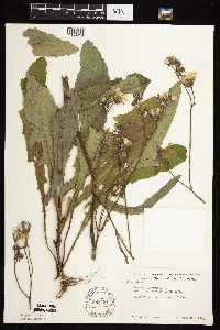 Sonchus arvensis image