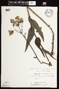 Sonchus arvensis image