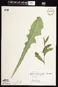 Sonchus arvensis subsp. uliginosus image