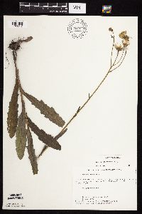 Sonchus arvensis image