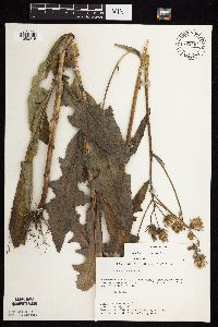 Sonchus arvensis subsp. uliginosus image