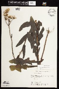 Sonchus arvensis image