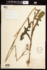Sonchus arvensis image