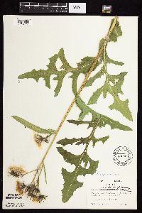 Sonchus arvensis image