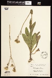 Sonchus arvensis subsp. uliginosus image