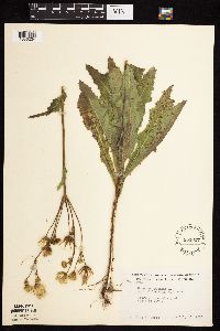 Sonchus arvensis subsp. uliginosus image