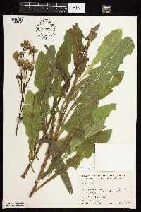 Sonchus arvensis image