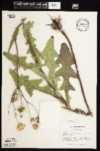 Sonchus arvensis image