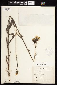 Sonchus arvensis image