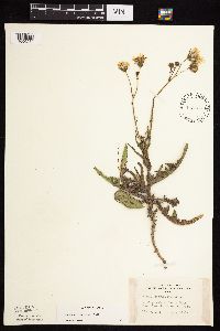 Sonchus arvensis image