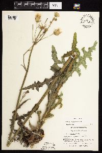 Sonchus arvensis subsp. uliginosus image