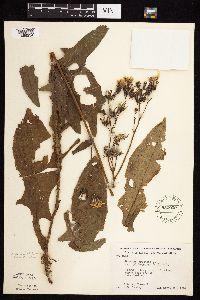 Sonchus arvensis image
