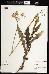 Sonchus arvensis subsp. uliginosus image