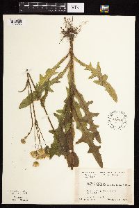 Sonchus arvensis subsp. uliginosus image