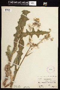 Sonchus arvensis image