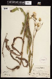 Sonchus arvensis image