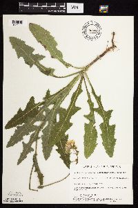Sonchus arvensis image