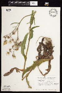 Sonchus arvensis image