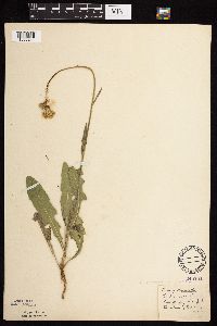Sonchus arvensis image