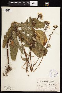 Sonchus arvensis image