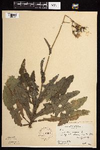 Sonchus arvensis image