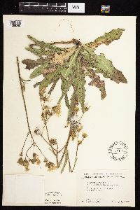 Sonchus arvensis subsp. uliginosus image