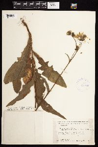 Sonchus arvensis image