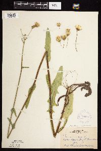 Sonchus arvensis subsp. uliginosus image