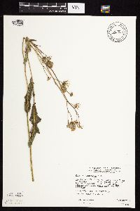 Sonchus arvensis image