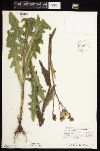 Sonchus arvensis subsp. uliginosus image