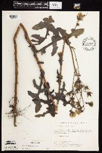 Sonchus arvensis subsp. uliginosus image