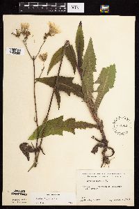 Sonchus arvensis image
