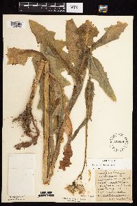 Sonchus arvensis image