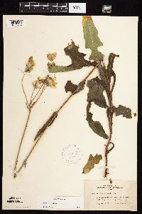 Sonchus arvensis subsp. uliginosus image