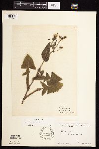 Sonchus arvensis image