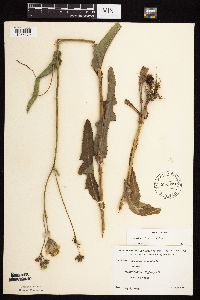 Sonchus arvensis image