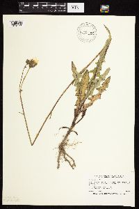 Sonchus arvensis image