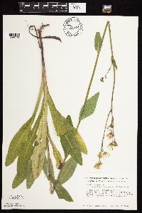 Sonchus arvensis subsp. uliginosus image