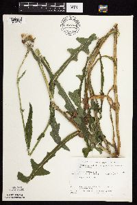 Sonchus arvensis image