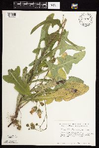 Sonchus arvensis image
