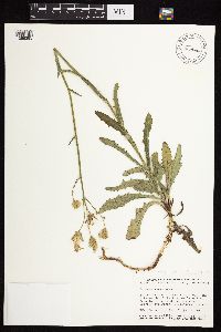 Sonchus arvensis image