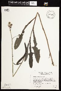 Sonchus asper image