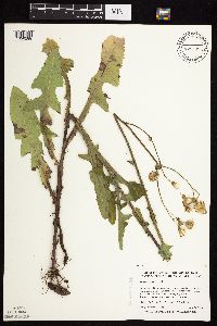 Sonchus asper image