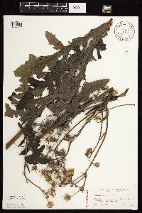 Sonchus asper image