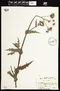 Sonchus asper image