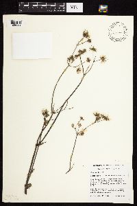 Sonchus asper image